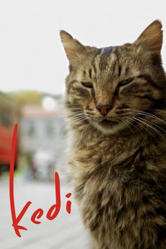 Kedi