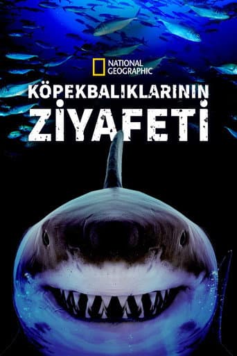 Köpekbalıklarının Ziyafeti