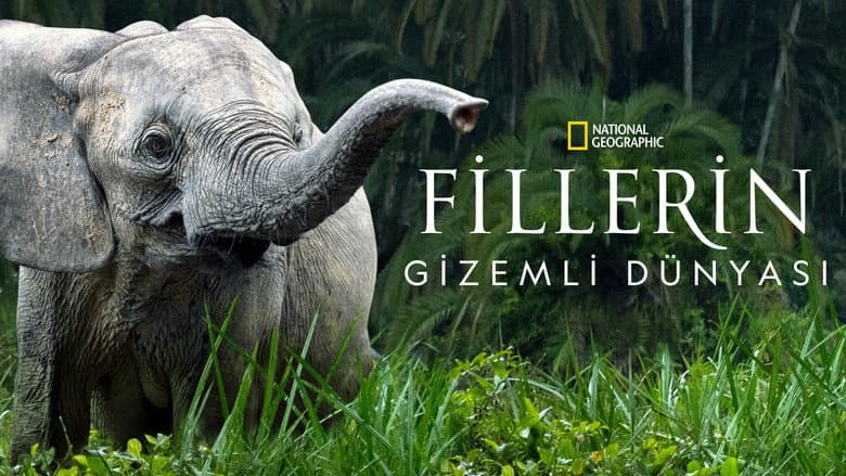 Fillerin Gizemli Dünyası Görsel 1