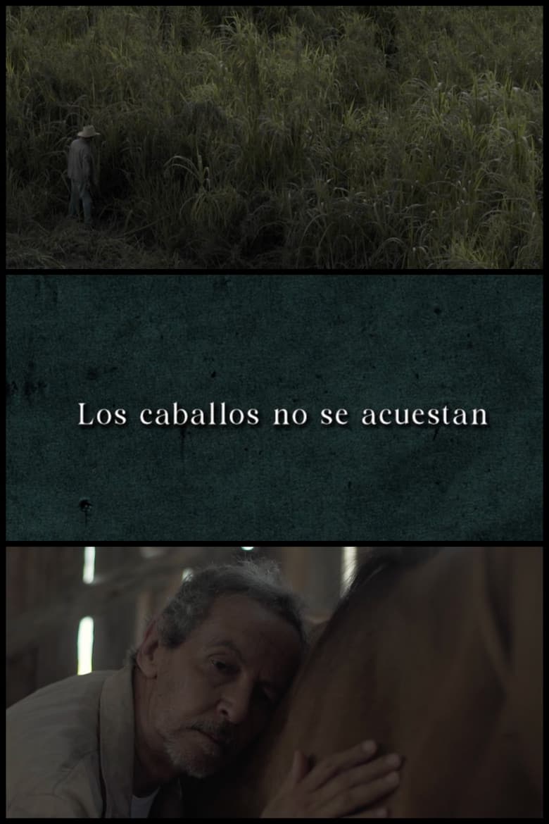 Los caballos no se acuestan