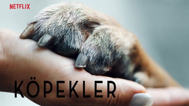 Köpekler Görsel 2