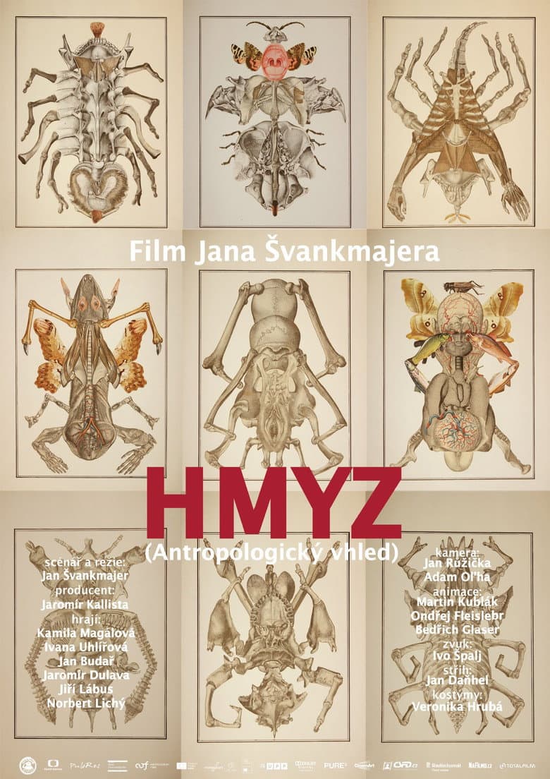 Hmyz