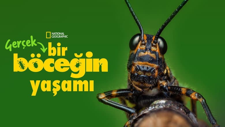 Gerçek Bir Böceğin Yaşamı Görsel 1