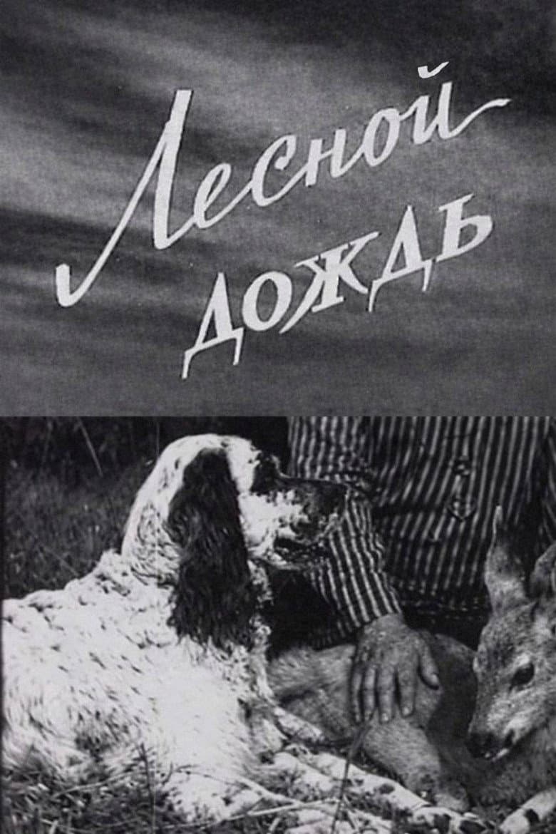 Лесной дождь